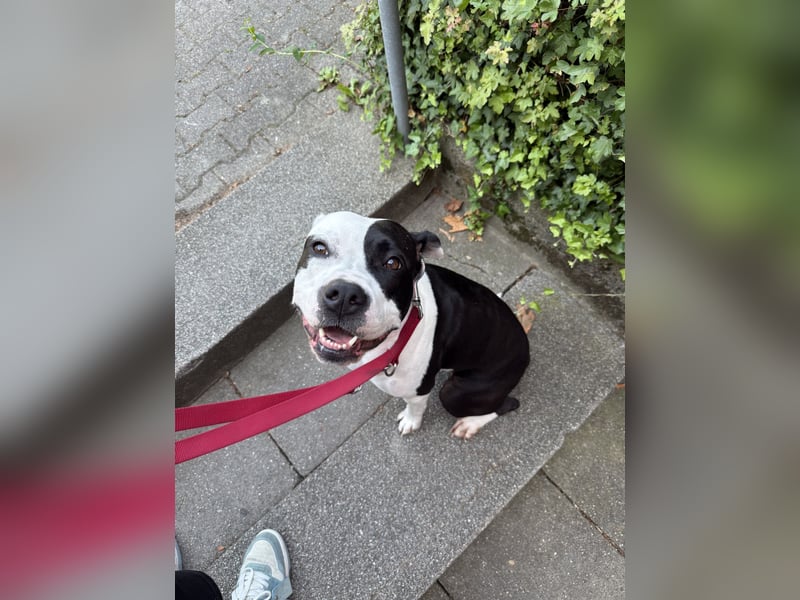 Liebevolle American Staffordshire Terrier Hündin sucht neues Zuhause