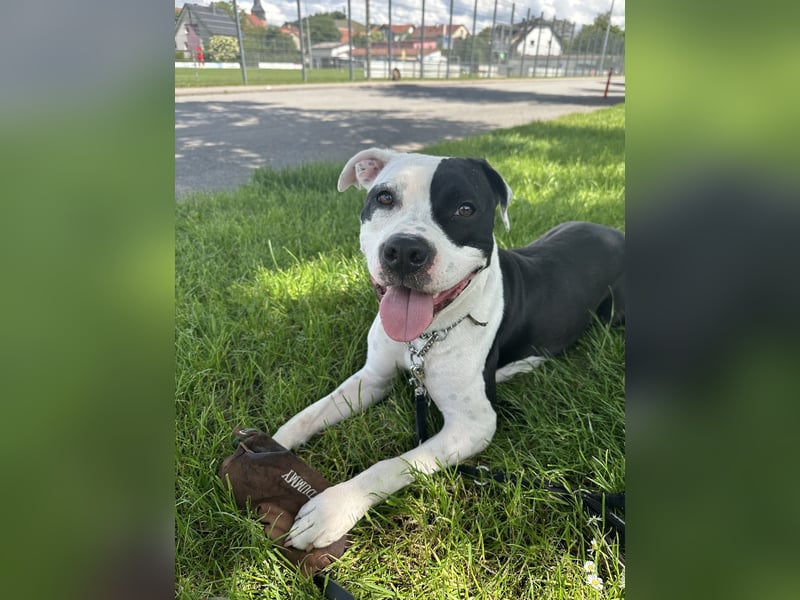 Liebevolle American Staffordshire Terrier Hündin sucht neues Zuhause