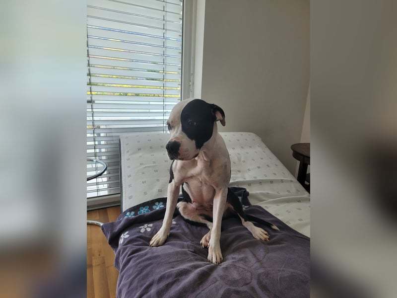 Liebevolle American Staffordshire Terrier Hündin sucht neues Zuhause