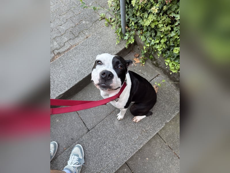 Liebevolle American Staffordshire Terrier Hündin sucht neues Zuhause