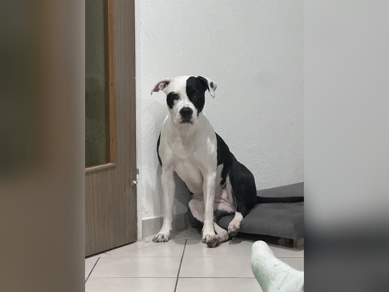 Liebevolle American Staffordshire Terrier Hündin sucht neues Zuhause
