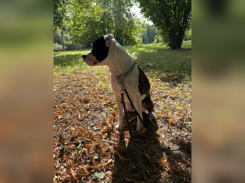 Liebevolle American Staffordshire Terrier Hündin sucht neues Zuhause