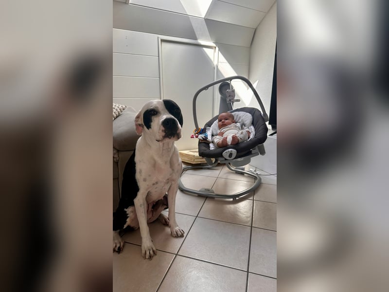 Liebevolle American Staffordshire Terrier Hündin sucht neues Zuhause