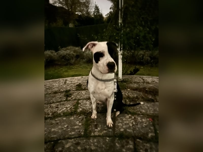Liebevolle American Staffordshire Terrier Hündin sucht neues Zuhause