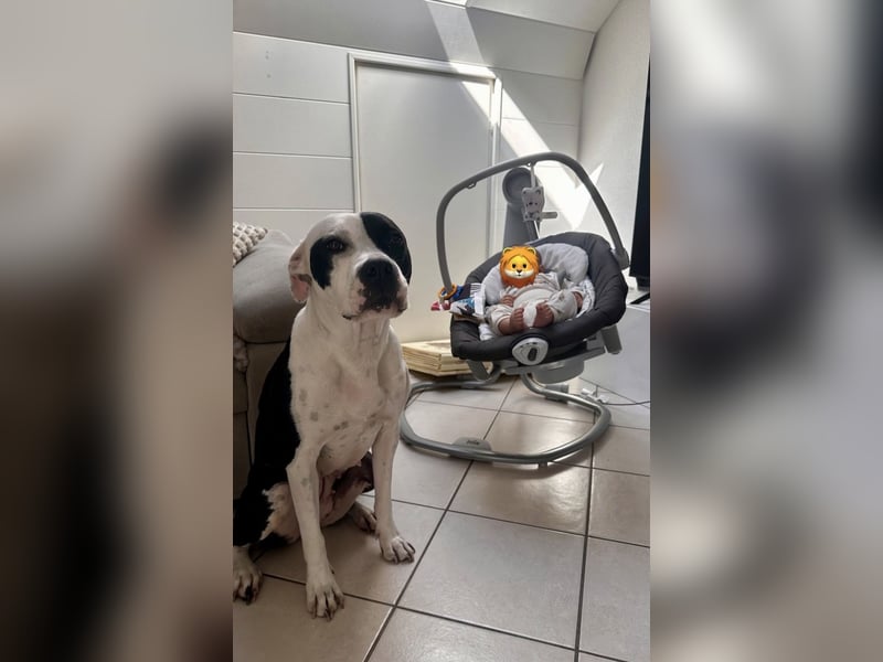 Liebevolle American Staffordshire Terrier Hündin sucht neues Zuhause