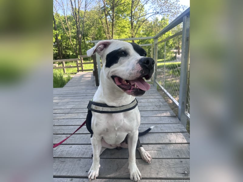 Liebevolle American Staffordshire Terrier Hündin sucht neues Zuhause
