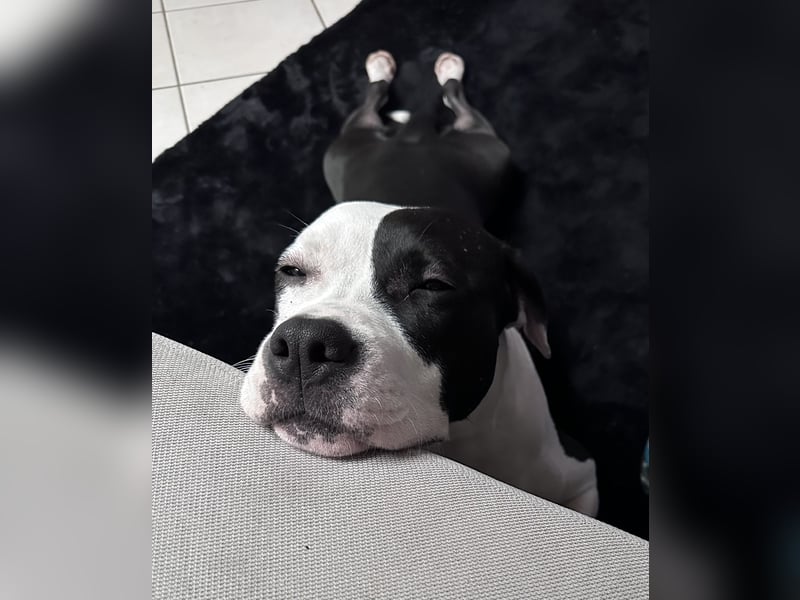 Liebevolle American Staffordshire Terrier Hündin sucht neues Zuhause