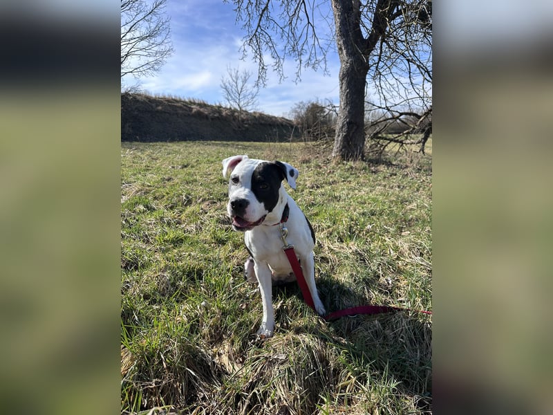 Liebevolle American Staffordshire Terrier Hündin sucht neues Zuhause
