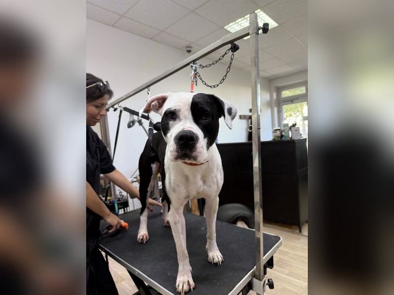 Liebevolle American Staffordshire Terrier Hündin sucht neues Zuhause