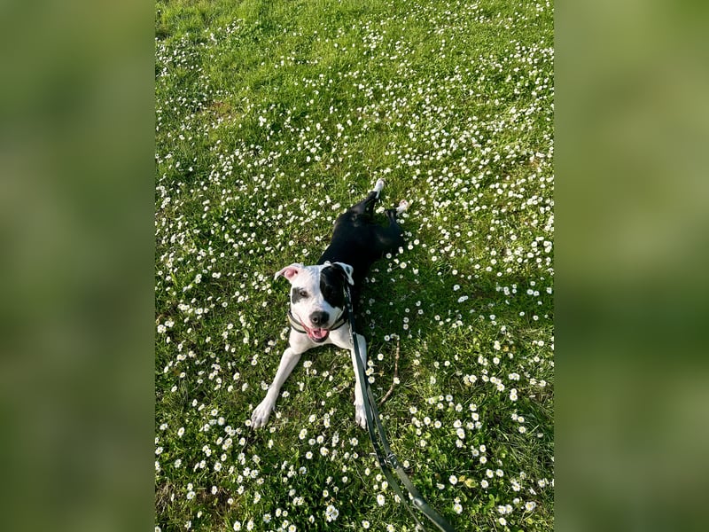 Liebevolle American Staffordshire Terrier Hündin sucht neues Zuhause
