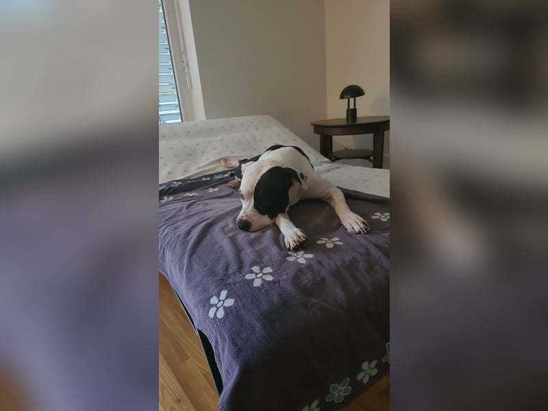 Liebevolle American Staffordshire Terrier Hündin sucht neues Zuhause