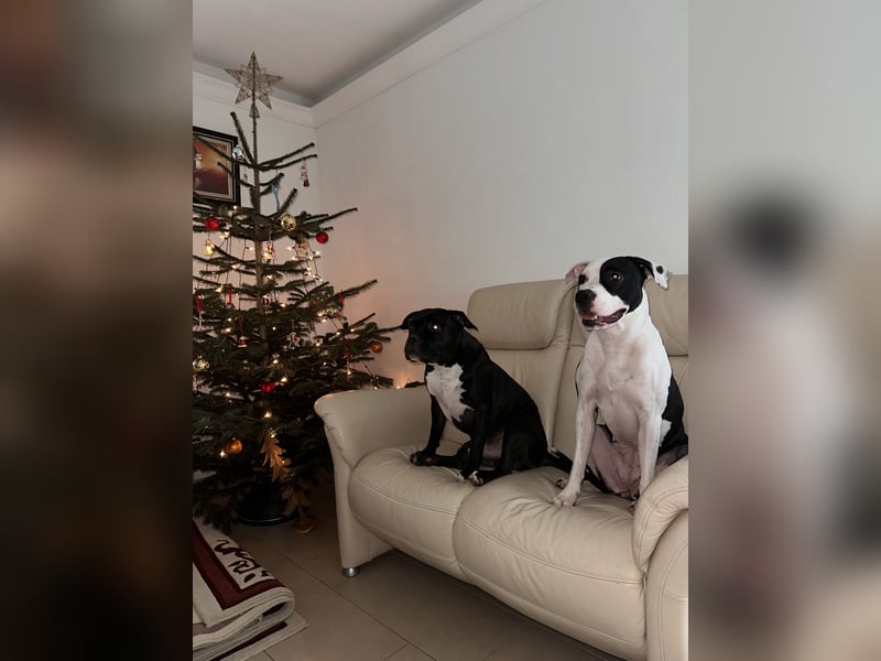 Liebevolle American Staffordshire Terrier Hündin sucht neues Zuhause