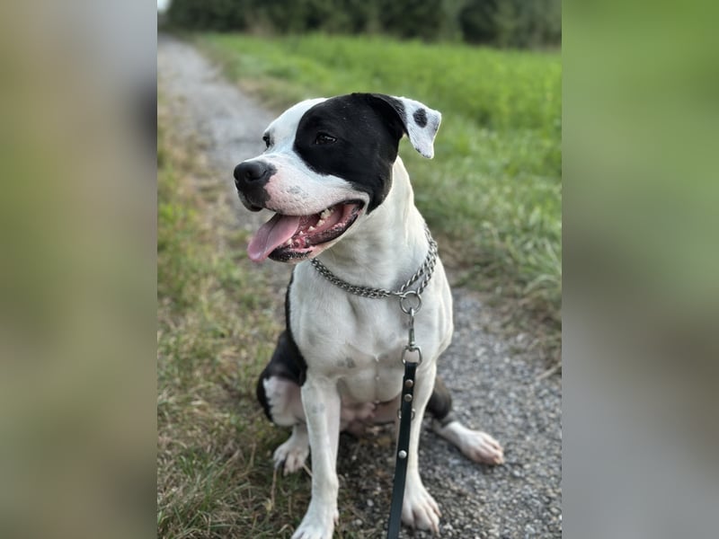 Liebevolle American Staffordshire Terrier Hündin sucht neues Zuhause
