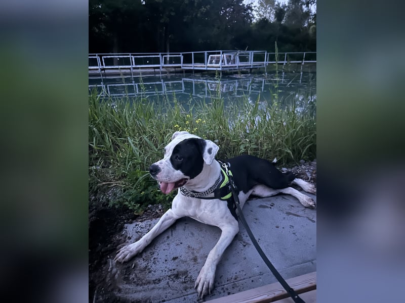 Liebevolle American Staffordshire Terrier Hündin sucht neues Zuhause