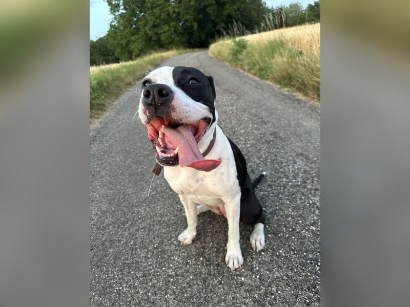 Liebevolle American Staffordshire Terrier Hündin sucht neues Zuhause