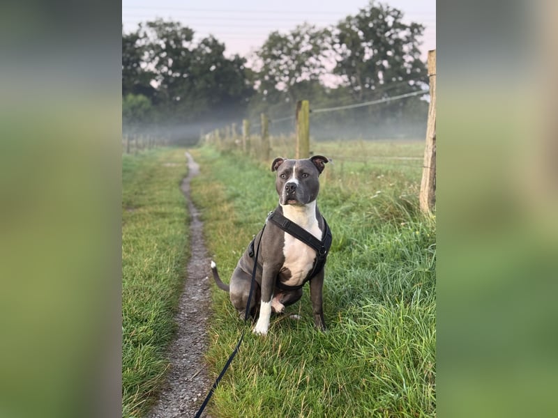 Balou sucht ein liebevollen neues Zuhause