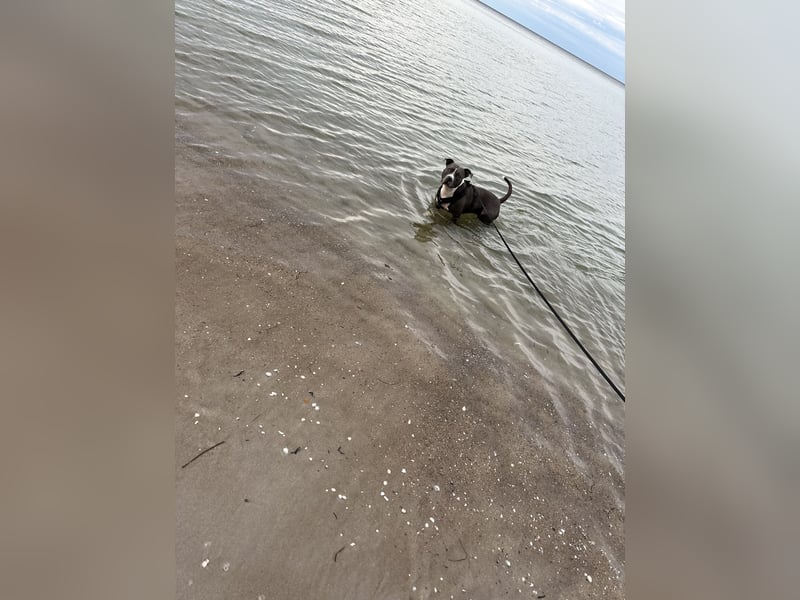 Balou sucht ein liebevollen neues Zuhause