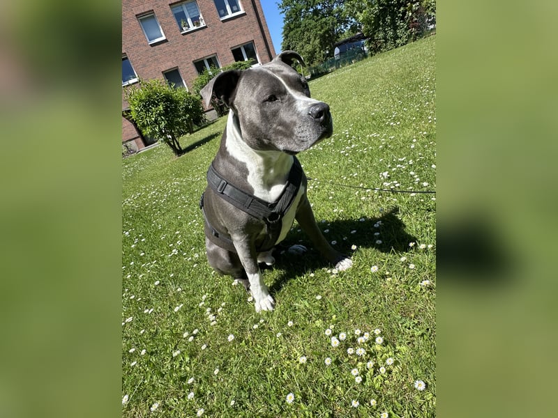 Balou sucht ein liebevollen neues Zuhause
