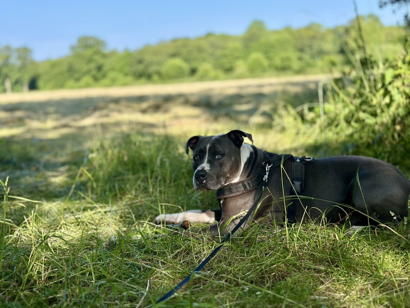 Balou sucht ein liebevollen neues Zuhause
