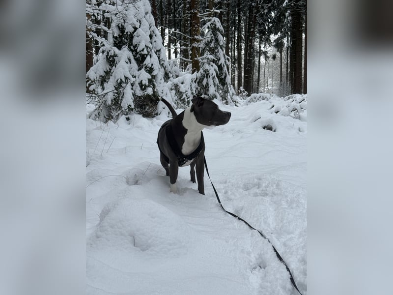Balou sucht ein liebevollen neues Zuhause
