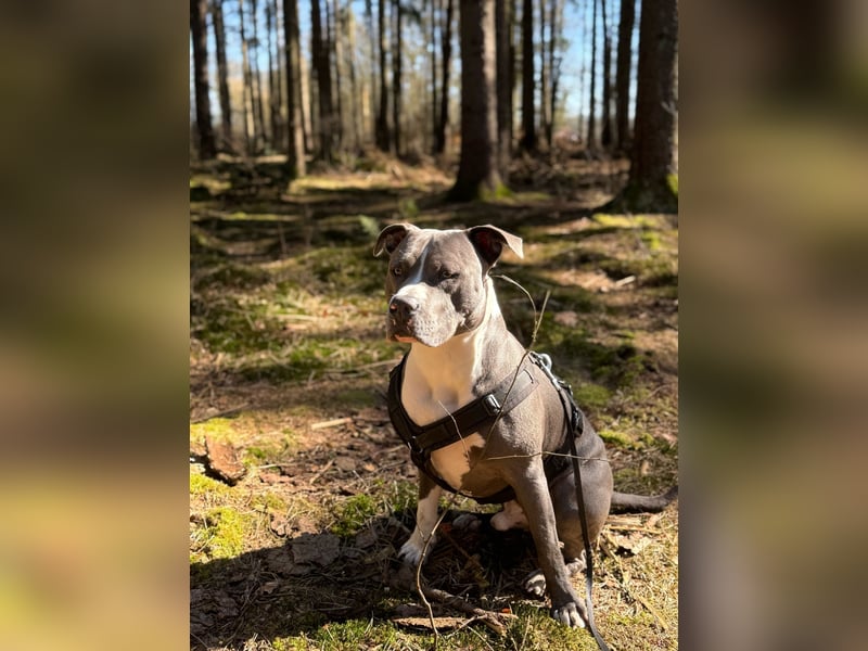 Balou sucht ein liebevollen neues Zuhause