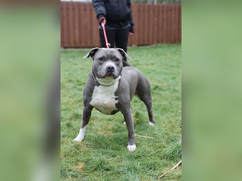 Kira sucht ihren HUNDEMENSCHEN
