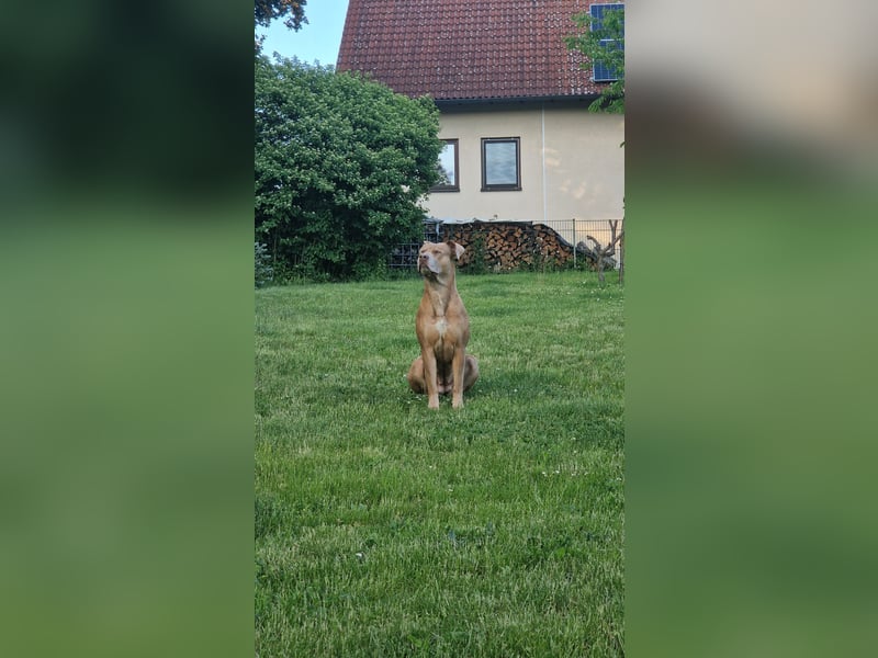 Staffordshire Terrier