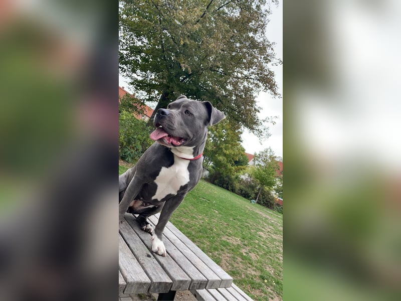 Amstaff Weibchen Shiva ( 5 Jahre alt )