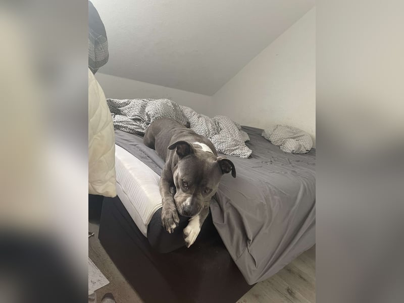 Amstaff Weibchen Shiva ( 5 Jahre alt )