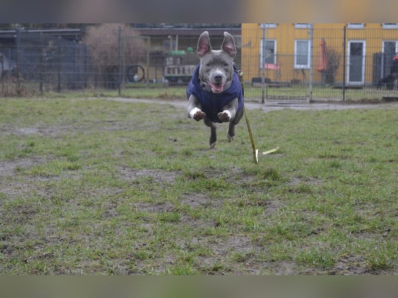 Schweren Herzens suchen wir ein neues Zuhause für unsere geliebte Hündin.