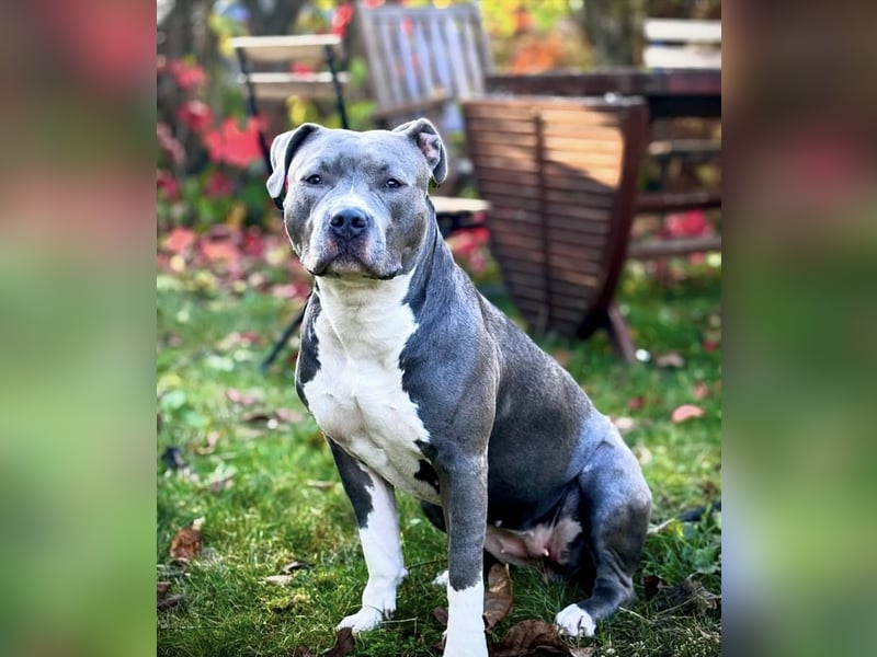 Schweren Herzens suchen wir ein neues Zuhause für unsere geliebte Hündin.