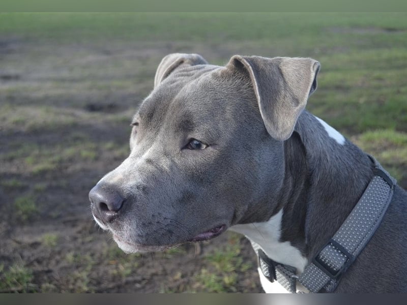 Schweren Herzens suchen wir ein neues Zuhause für unsere geliebte Hündin.