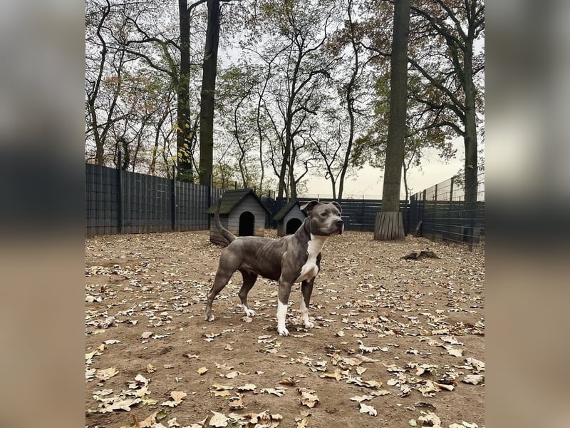 Schweren Herzens suchen wir ein neues Zuhause für unsere geliebte Hündin.