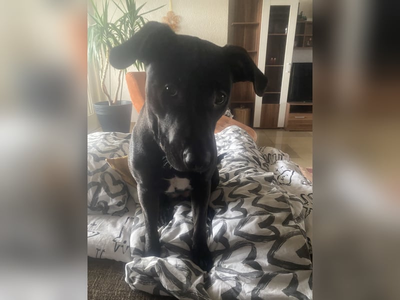 Amstaff Dame