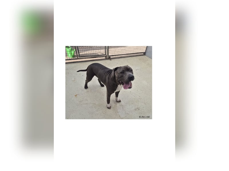 Bulut sucht ein neues Zuhause