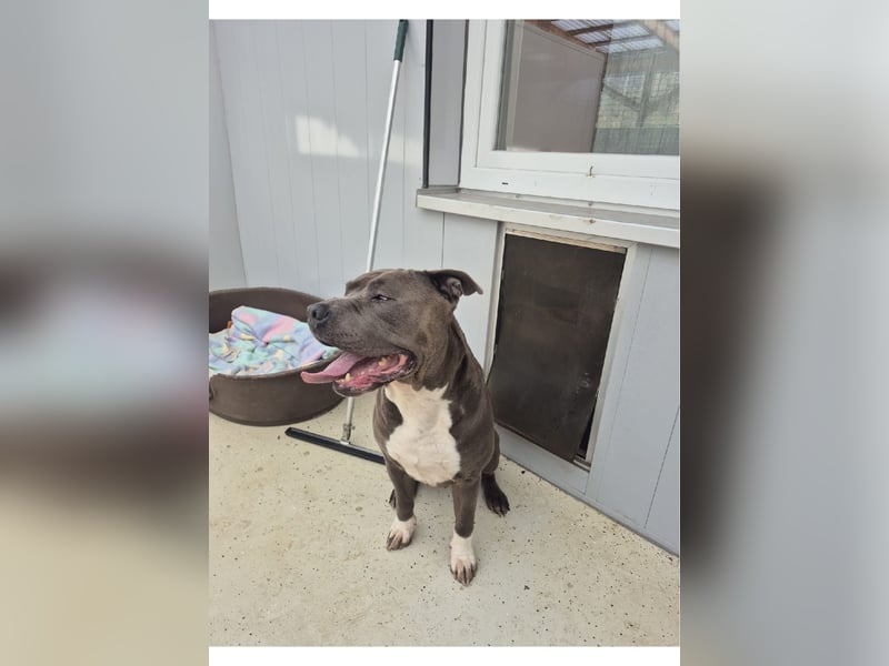 Bulut sucht ein neues Zuhause