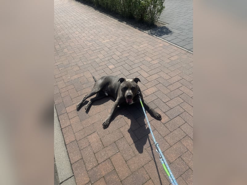 Kastrierter Staffordshire Rüde sucht neues Zuhause