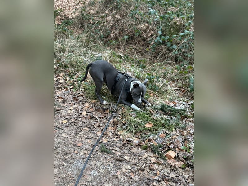 Balou sucht ein liebevollen neues Zuhause