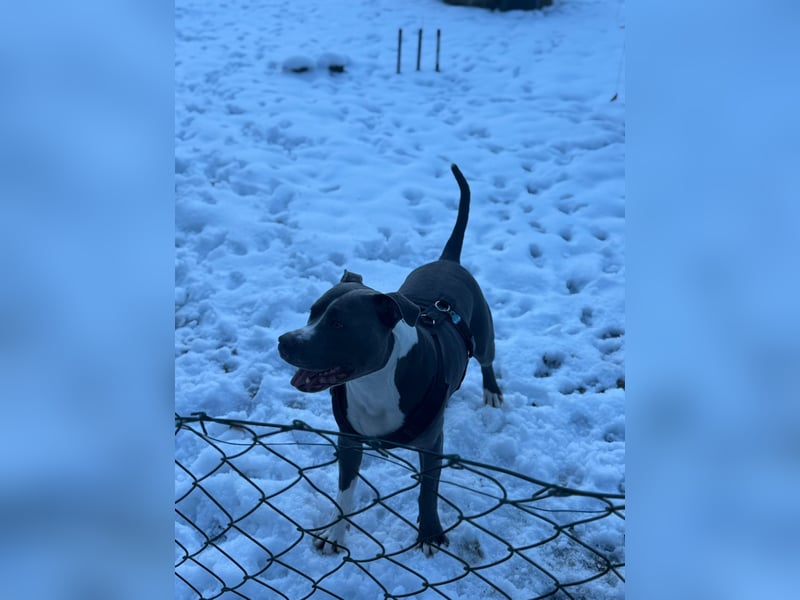 Balou sucht ein liebevollen neues Zuhause