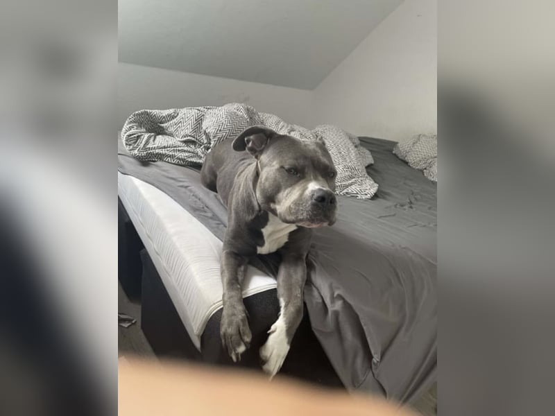 Amstaff Weibchen Shiva