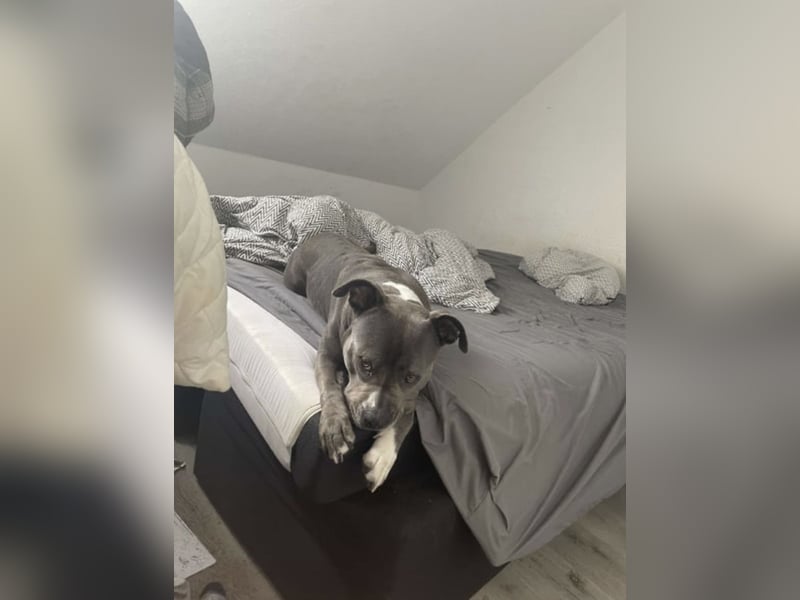 Amstaff Weibchen Shiva