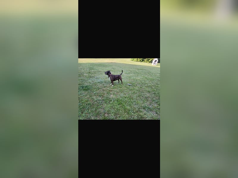 Amstaff Rüde