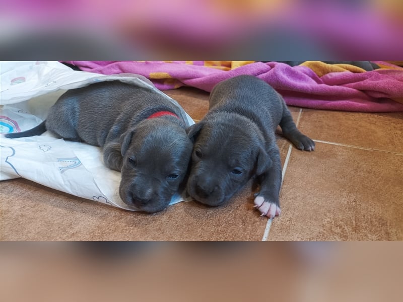 American Staffordshire Terrier Welpen