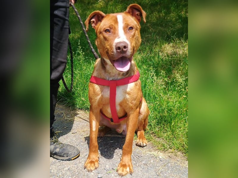 Julien, American Staffordshire Mischling
