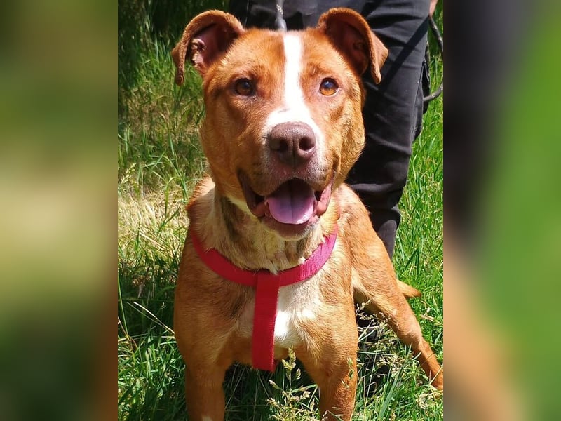 Julien, American Staffordshire Mischling