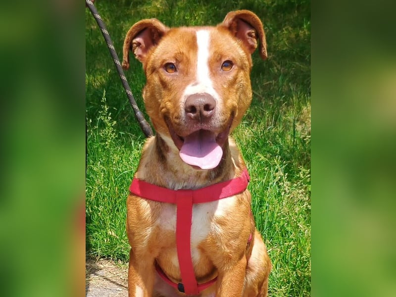 Julien, American Staffordshire Mischling