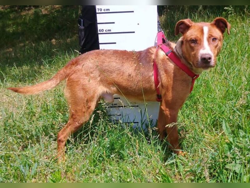 Julien, American Staffordshire Mischling