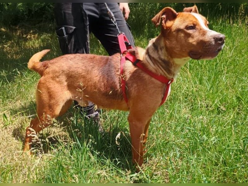 Julien, American Staffordshire Mischling