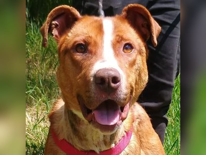Julien, American Staffordshire Mischling