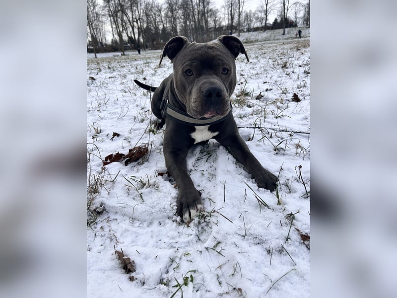 Hund in liebevolle Hände abzugeben